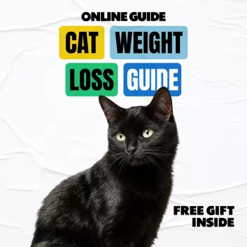 Safe Cat Weight Loss: Measured Meals, Play & Tracking